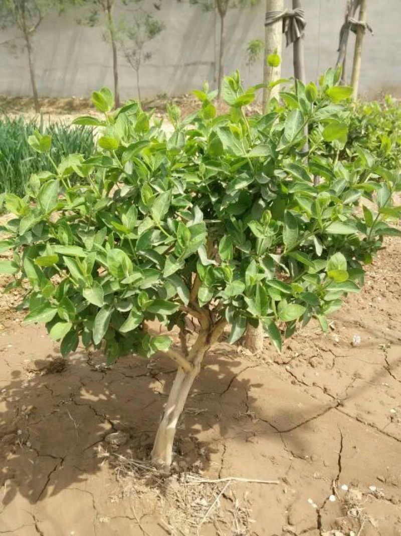 金银花1米以下