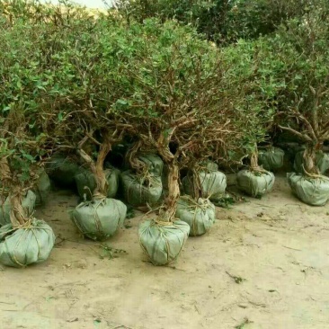金银花1米以下