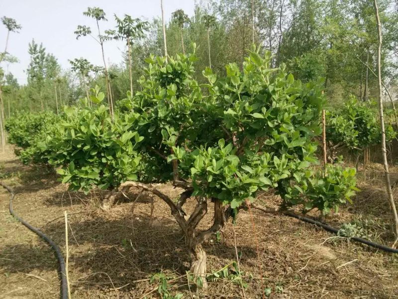 金银花1米以下