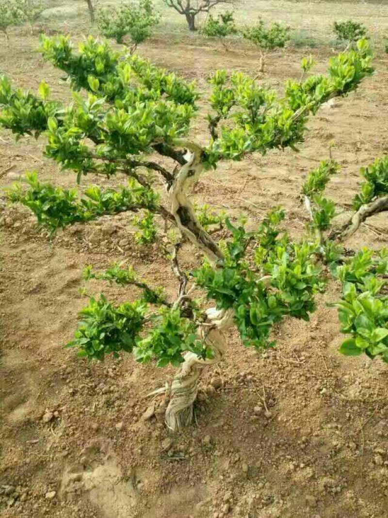金银花1米以下