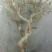 金银花1米以下