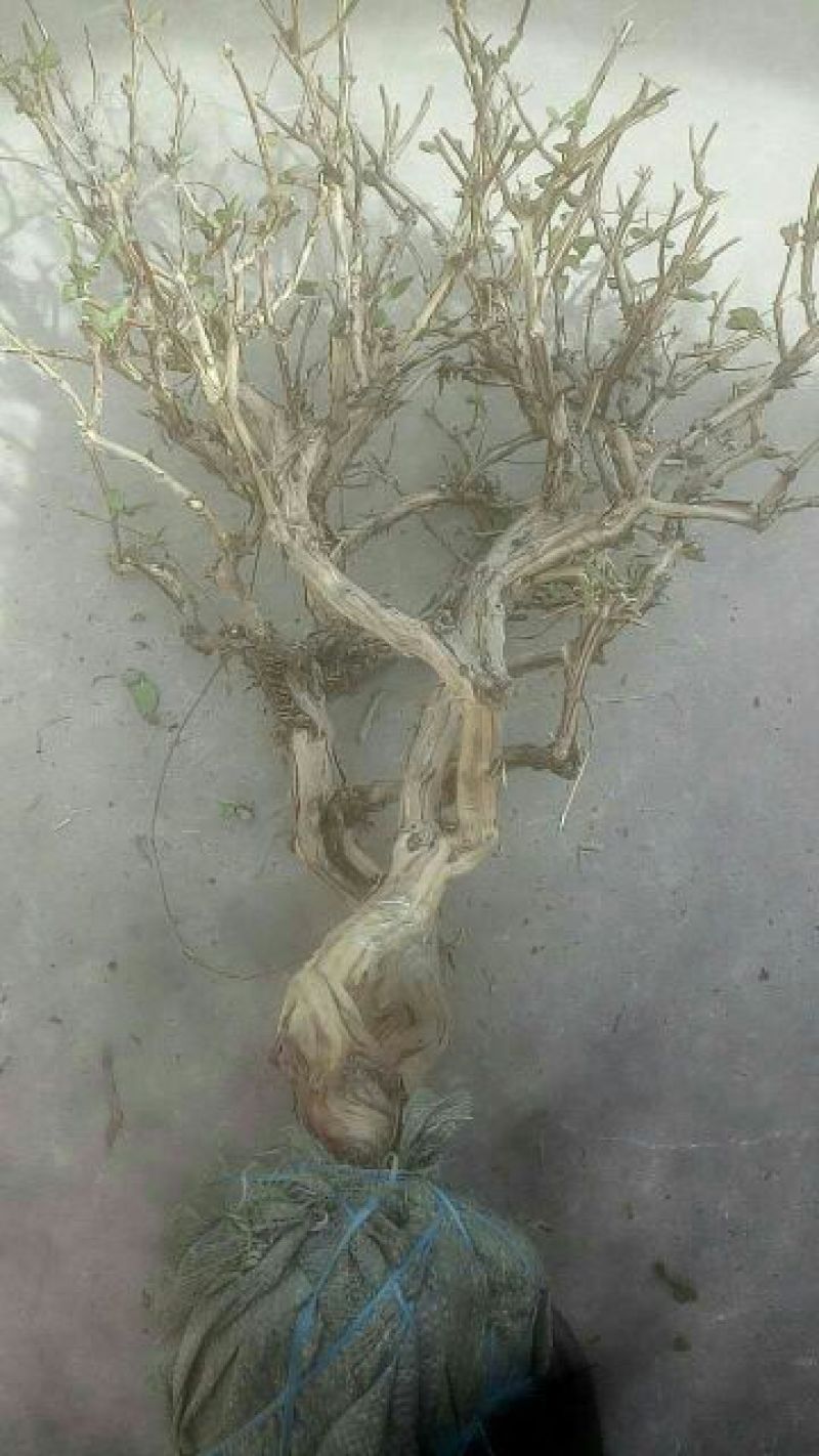 金银花1米以下