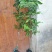 龙眼树苗50~80cm