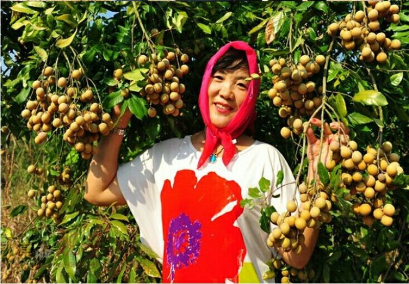 龙眼树苗50~80cm