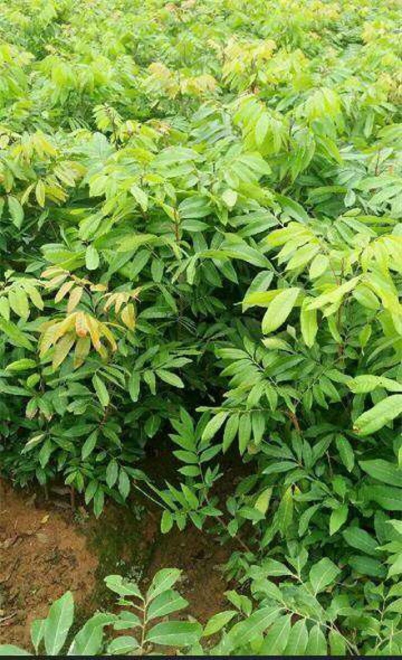 龙眼树苗50~80cm