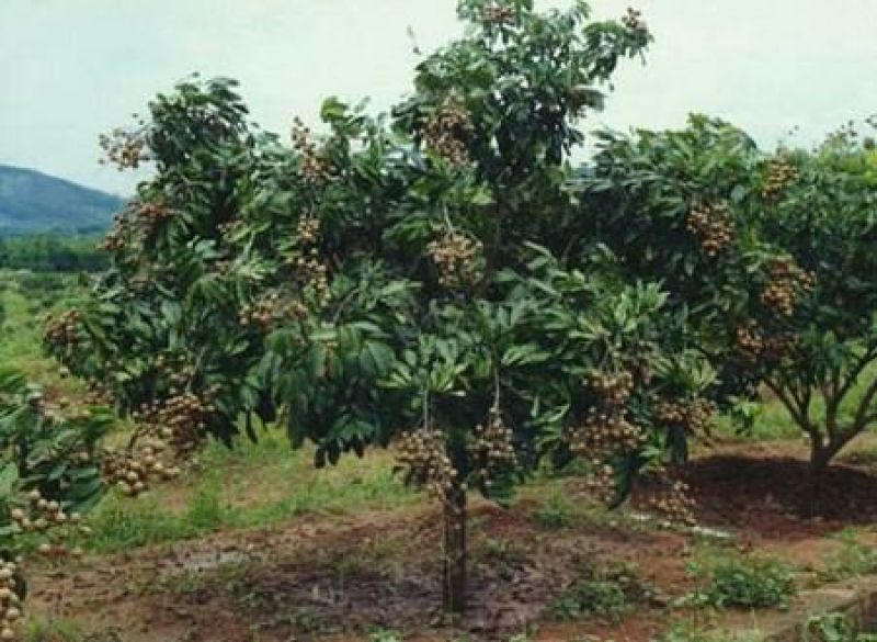 龙眼树苗50~80cm