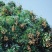 龙眼树苗50~80cm