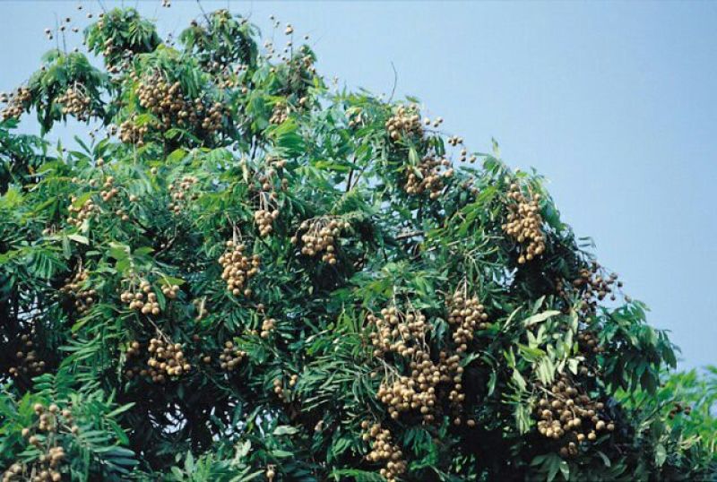 龙眼树苗50~80cm