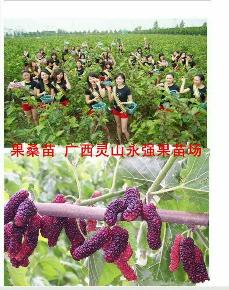 桑椹树苗桑树苗果桑树苗
