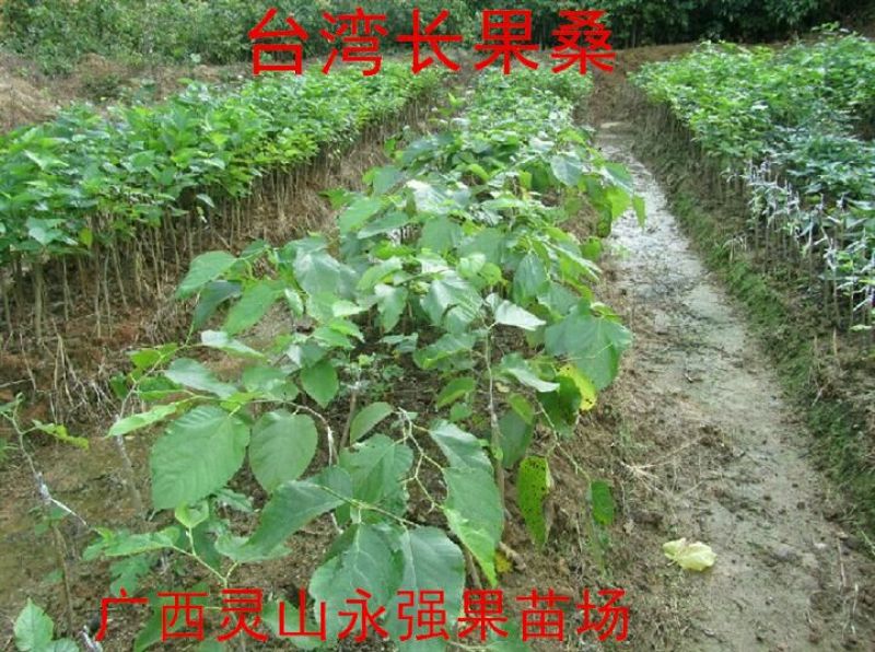 桑椹树苗桑树苗果桑树苗