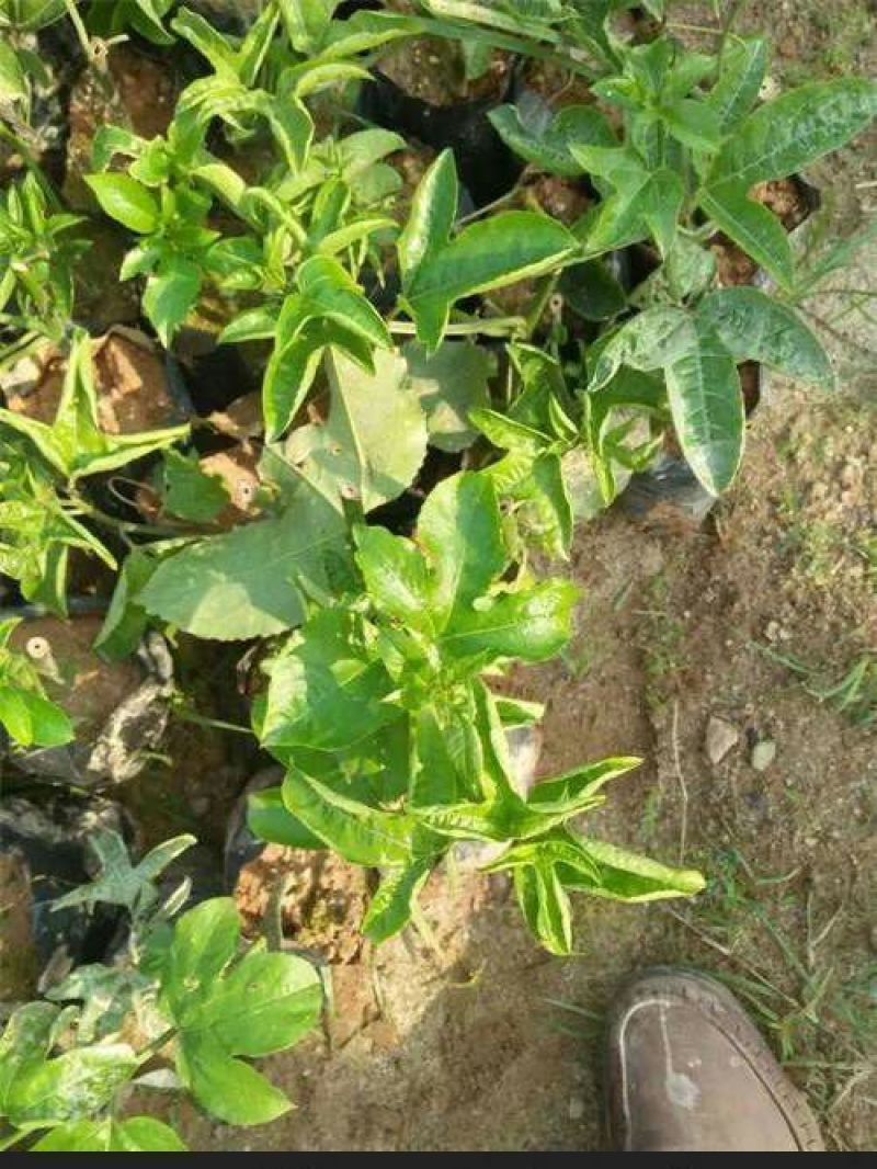 百香果苗10~20cm