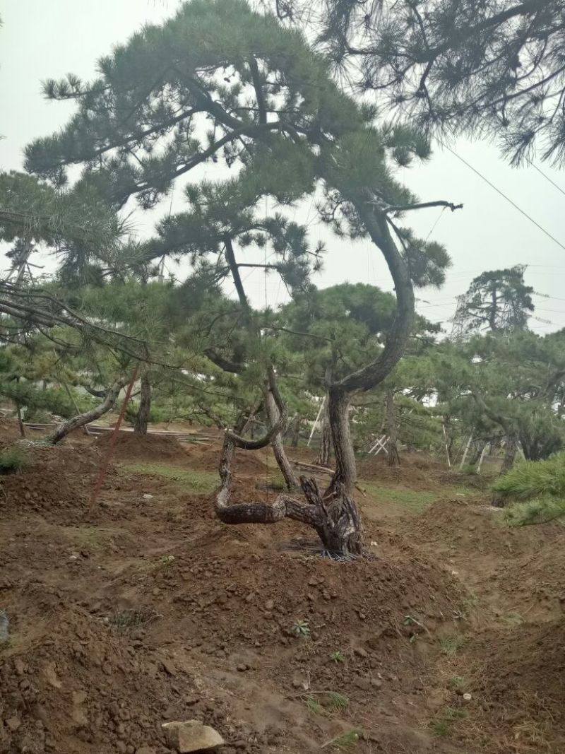 造型松14公分