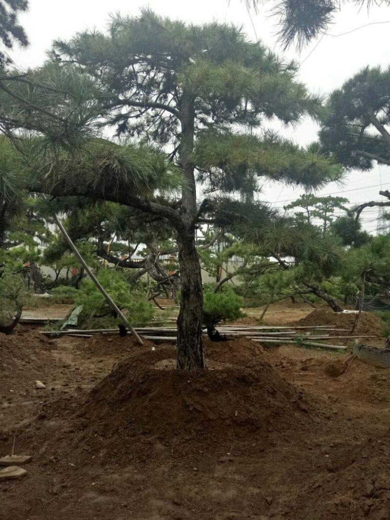 造型松14公分