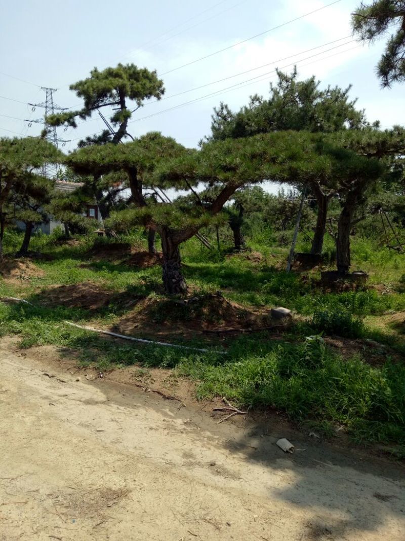 造型松14公分