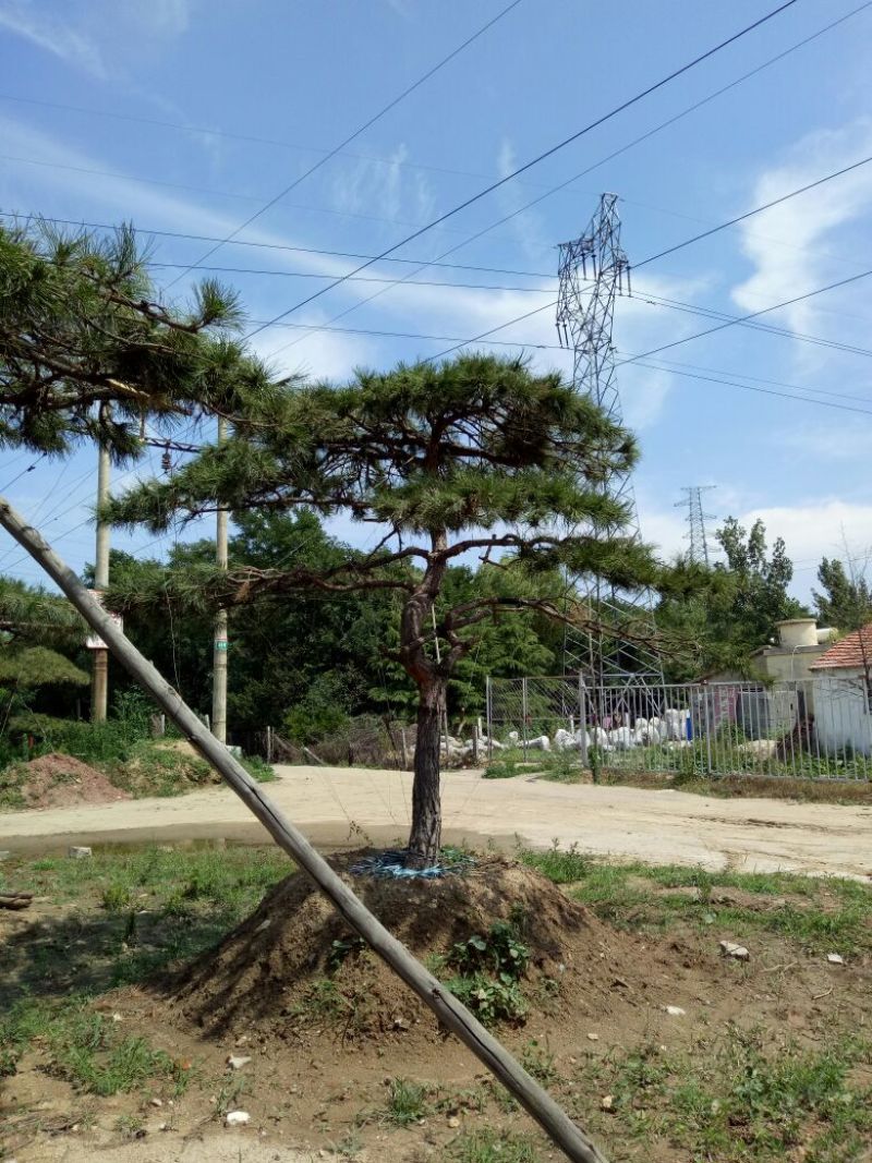 造型松14公分