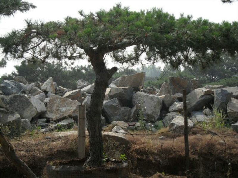 造型松14公分