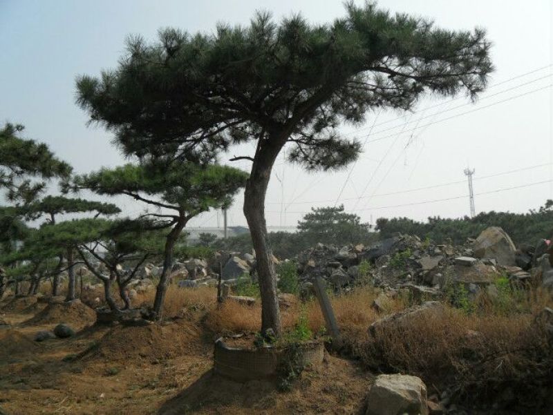 造型松14公分