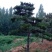 造型松14公分