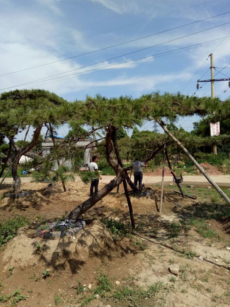造型松14公分