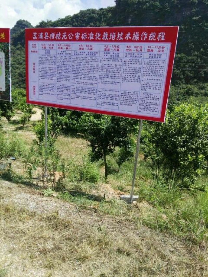 沃柑苗30~50cm沃柑苗30~50cm