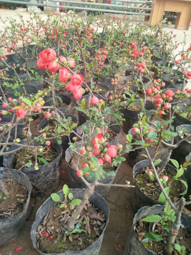 桃梅30~50cm规格齐全造型漂亮质量保证价格合理