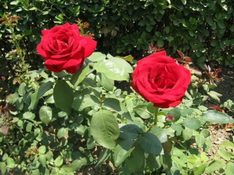玫瑰苗20~30cm玫瑰花苗带花苞花卉观花绿植物室内阳