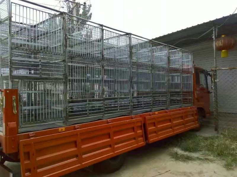 泰州白鹅鹅苗250g以下