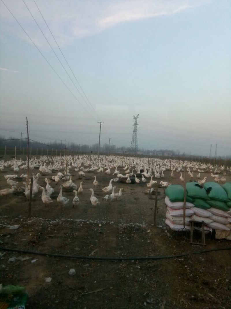 泰州白鹅鹅苗250g以下
