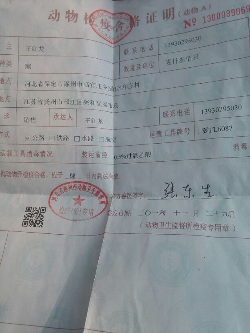 泰州白鹅鹅苗250g以下