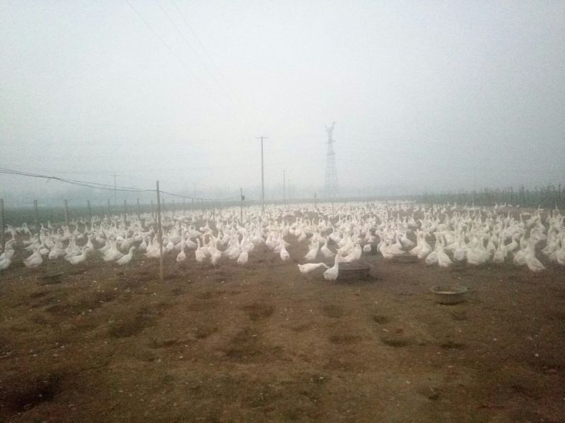泰州白鹅鹅苗250g以下