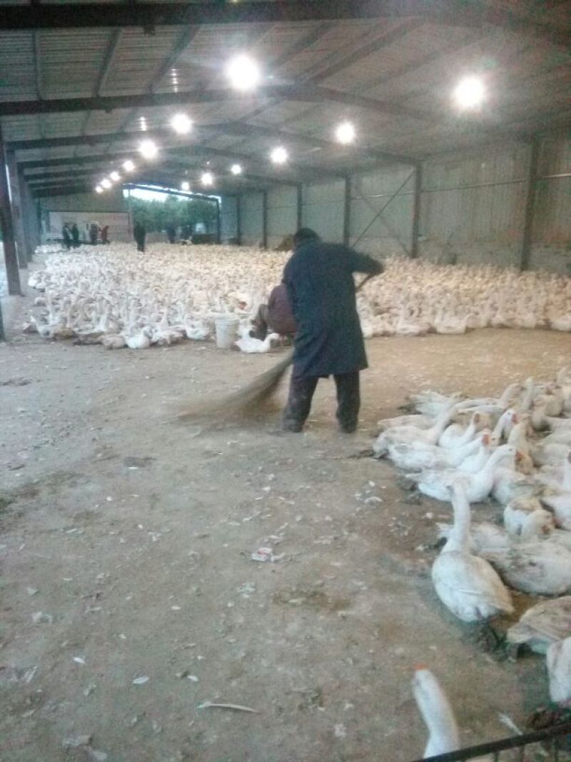 泰州白鹅鹅苗250g以下