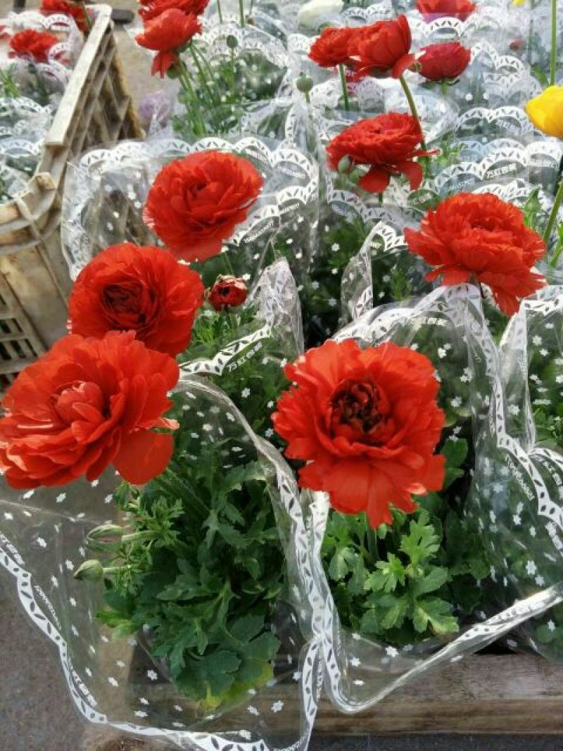 八仙花种苗