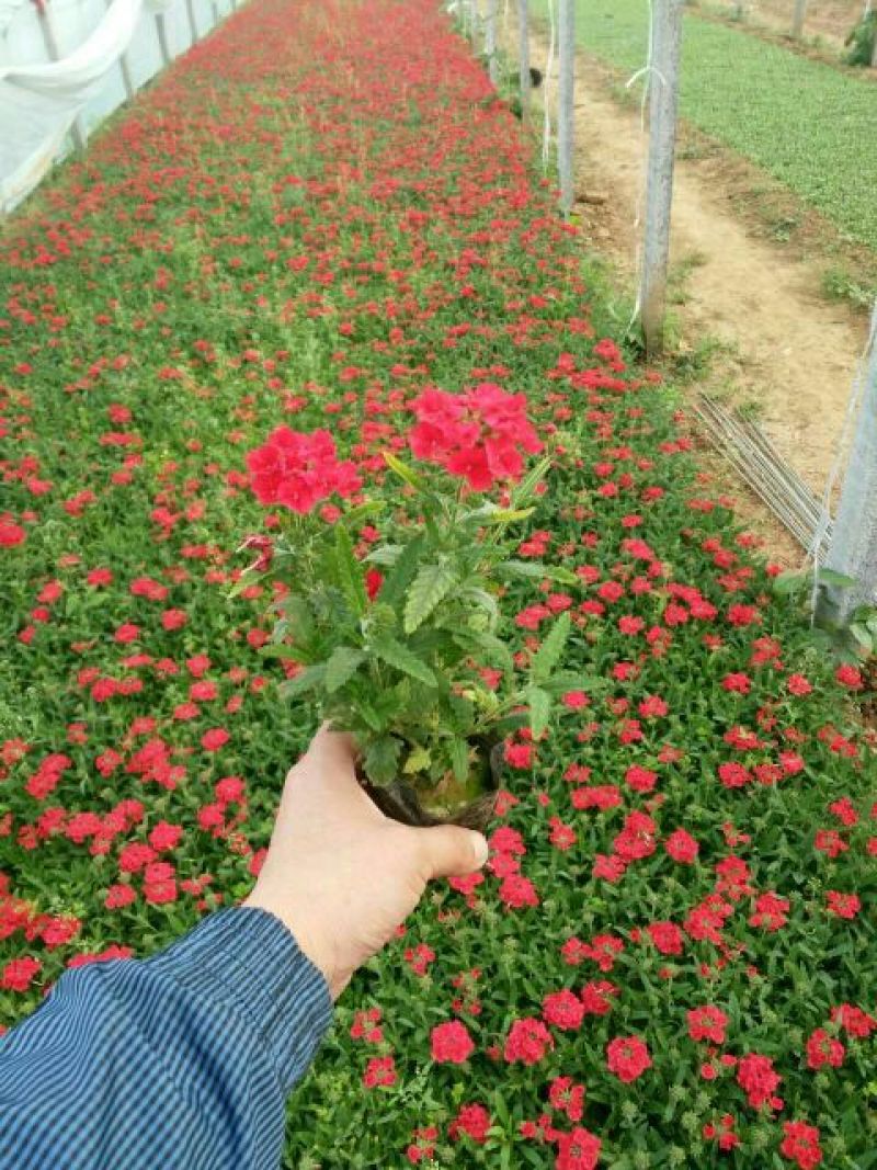 八仙花种苗