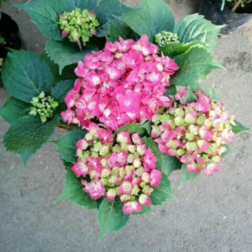 八仙花种苗