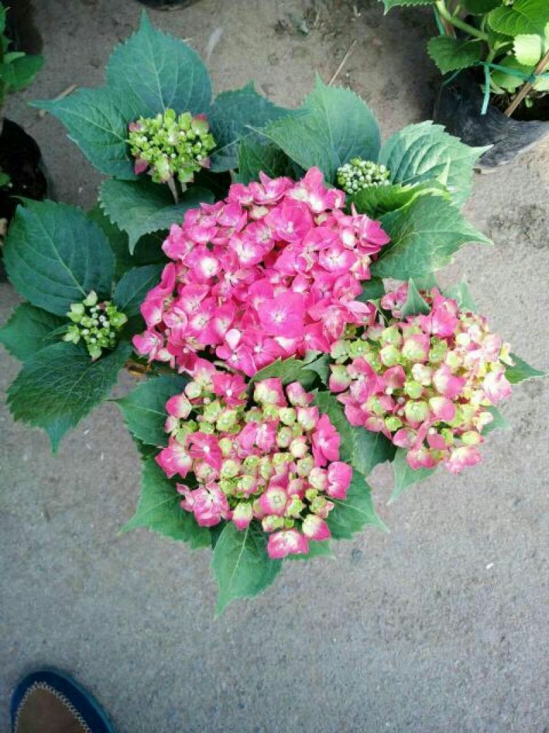 八仙花种苗