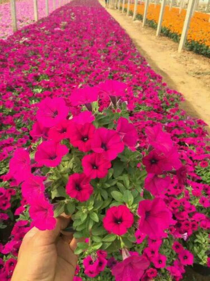 八仙花种苗