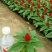 八仙花种苗