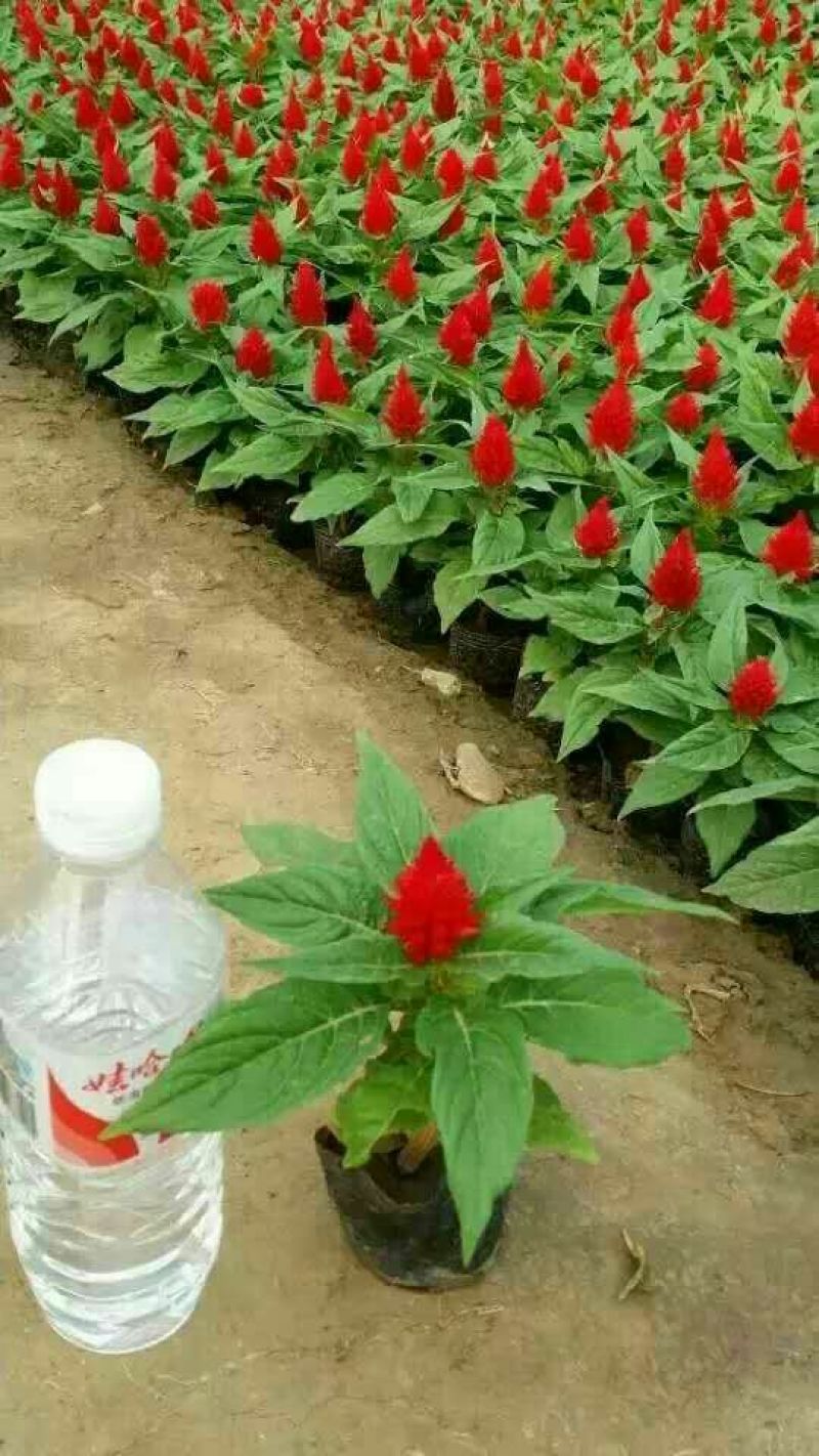 八仙花种苗