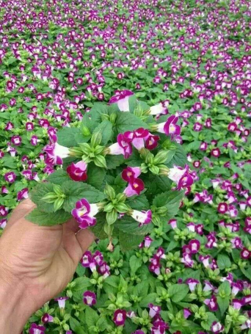 八仙花种苗