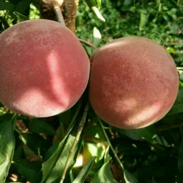 水蜜桃树苗80cm以上移栽不耽误结果当年种树当年结桃
