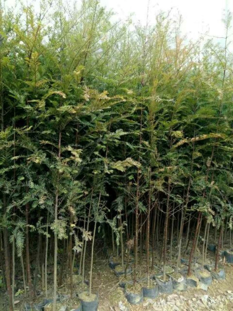 南方红豆杉2cm以下4~6cm0.5~1米