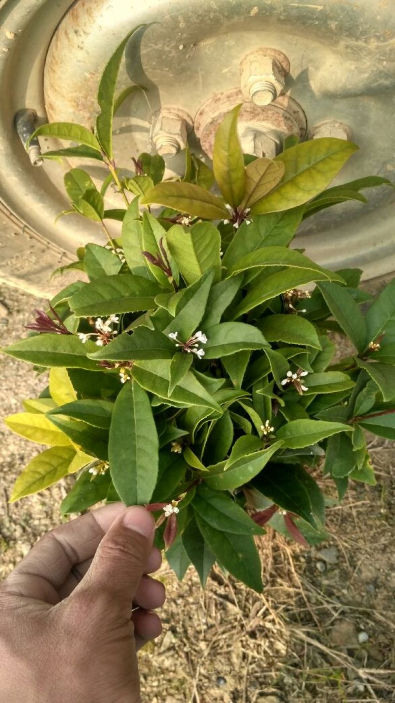 桂花苗四季桂日香桂正宗日香桂苗【花期240天】批发价包邮