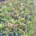 桂花苗四季桂日香桂正宗日香桂苗【花期240天】批发价包邮