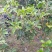 桂花苗四季桂日香桂正宗日香桂苗【花期240天】批发价包邮