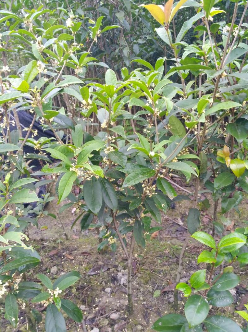 桂花苗四季桂日香桂正宗日香桂苗【花期240天】批发价包邮