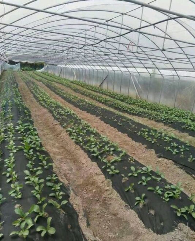 播种机4行