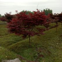 红枫111~140cm