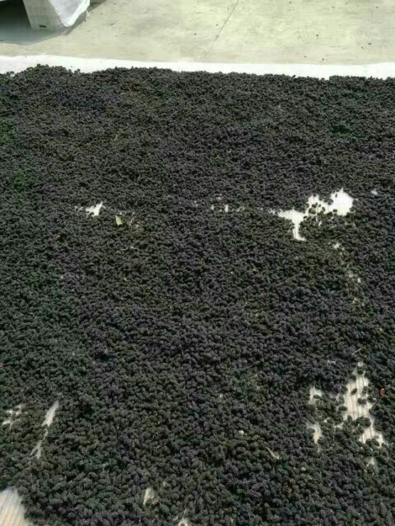 桑葚干无沙无尘产地直发一手货源支持线上保障交易