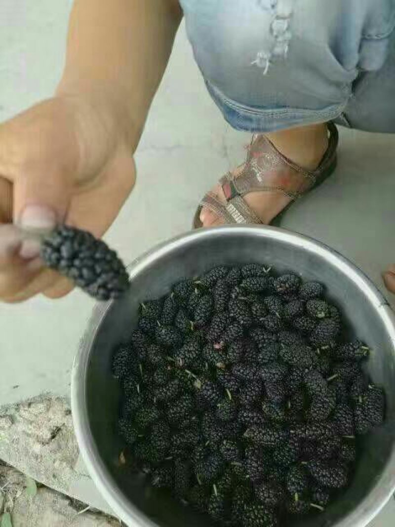 桑葚干无沙无尘产地直发一手货源支持线上保障交易