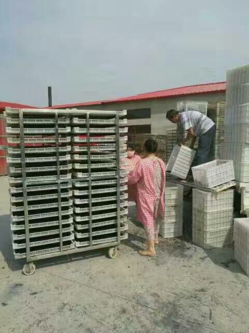 桑葚干无沙无尘产地直发一手货源支持线上保障交易
